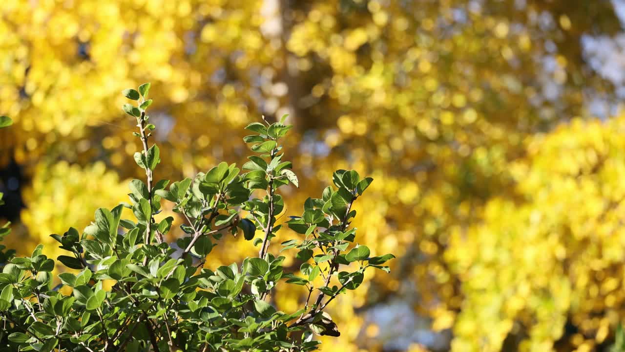 鮮やかな黄色の紅葉を背景にした緑の葉
