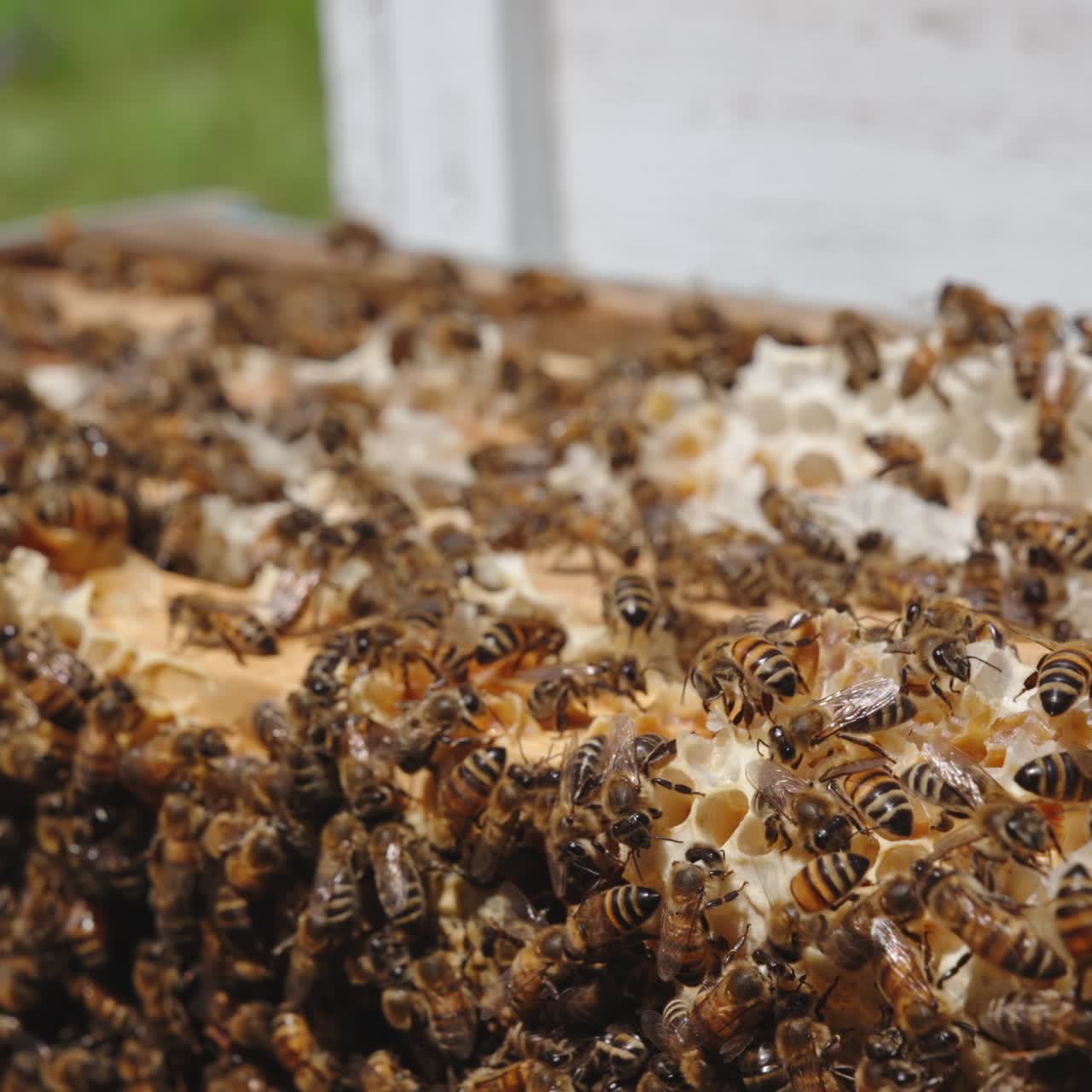 Colony of bees crawling over the wax on tops of frames. Numerous bees in open hive on sunny day. Close up