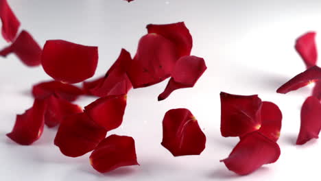 red rose petals falling down