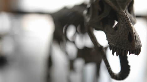 dinosaur skeleton in a museum