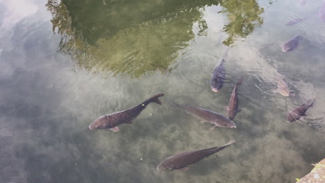 Ein-Koi-teich-Entlang-Der-Straßen-Von-Kyoto,-Japan