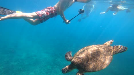 green sea turtle diving under the ocean while tourists snap photos