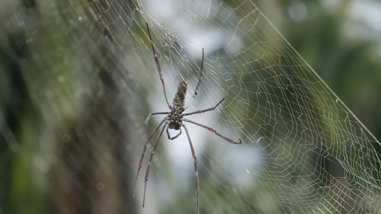 araña en la red. araña de jardín europea marrón en la red con fondo verde borroso