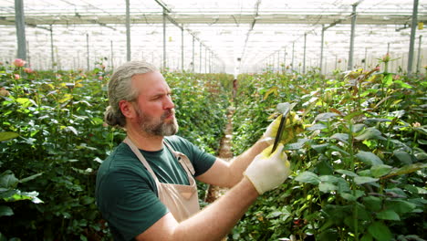 Mann-Benutzt-Tablet-Und-Untersucht-Rosen-Im-Blumengewächshaus