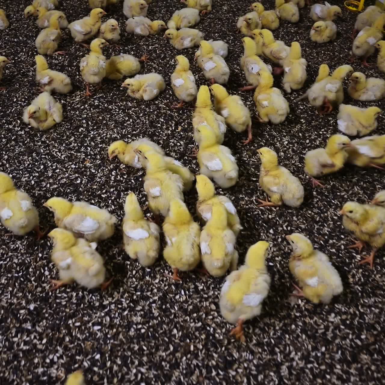 Viele kleine Küken auf einem Geflügelhof. Gelbe Küken bewegen sich auf dem Boden im Innenbereich. Lustige Küken. Viele süße lebende Küken im Hühnerstall.