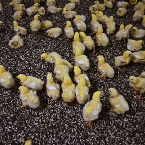 Lot of small chicks on poultry Farm. Yellow chicks moving on ground indoors. Funny chicks. Many cute chickens alive in the hen house