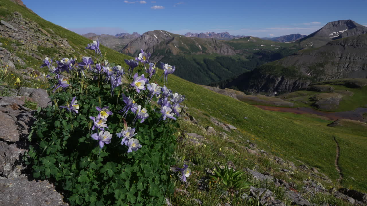 colombine flores silvestres púrpuras en el viento de verano sur de colorado cima de las cimas de las montañas rocosas vista de la parte superior de la isla lago san juan silverton telluride hielo lago cuenca sendero soñador todavía movimiento natural