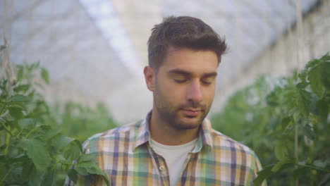 man working in a greenhouse