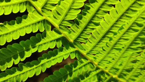 green fern close-up shot while moving along the leaves