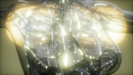imagen de rayos x del cuerpo humano