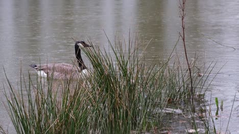 close up of canada goose couple next to the shore on a windy and rainy day. the birds are eating, walking around and swimming