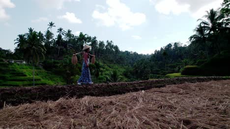 indonesian woman with carrying pole traversing footpath on rice field terraces in bali, indonesia