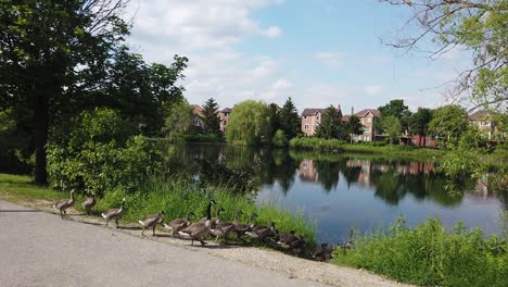 a flock of canada geese marches towards a lake