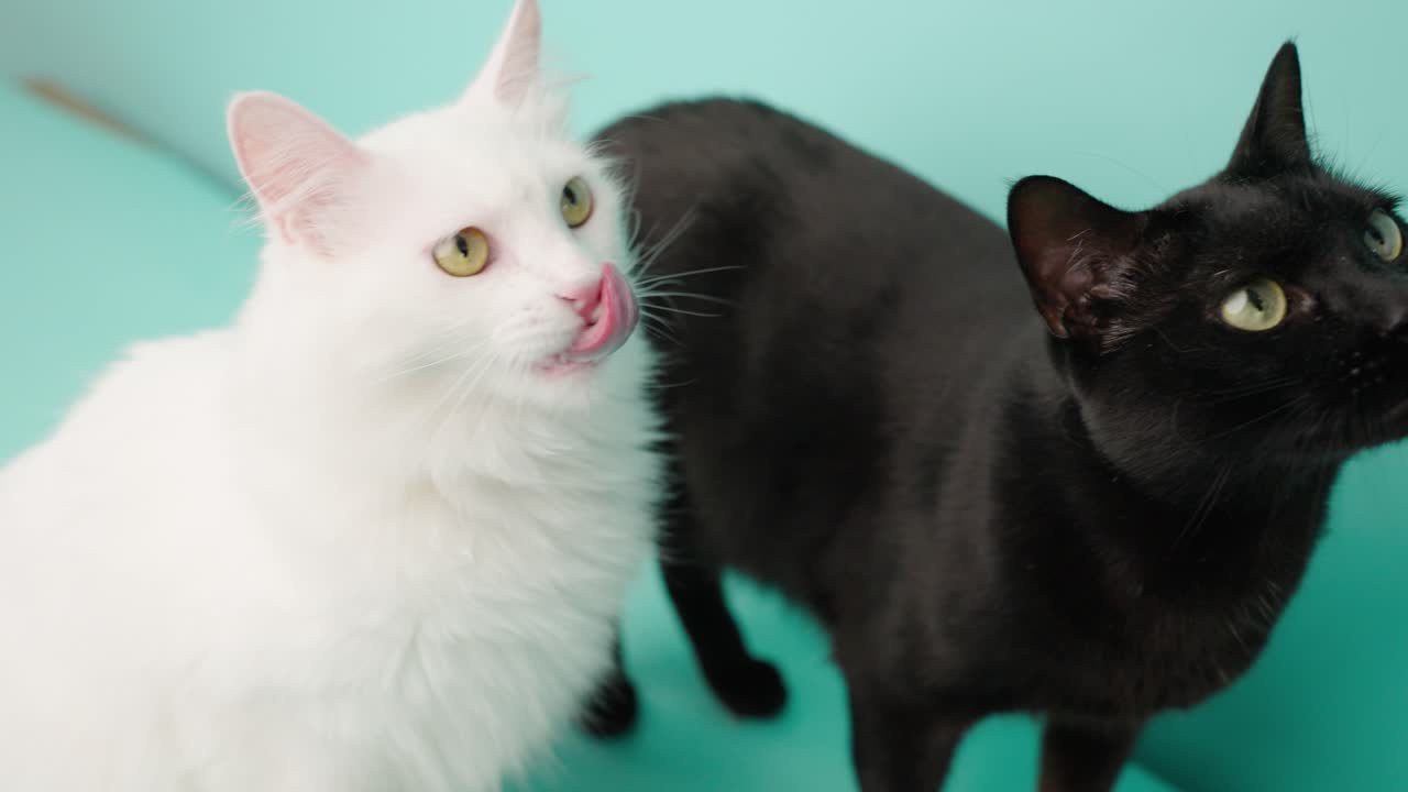 Two cats posing on turquoise background