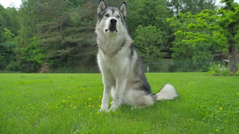 slow motion shot of an alaskan malamute running in a garden