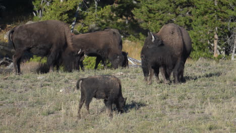 búfalo americano, también conocido como rebaño de bisontes, pastando en el desierto del parque nacional de yellowstone, wyoming, ee.uu.