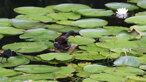 polla de agua, gallinula chlorpus, moviéndose a través de nenúfares con pollito siguiendo de cerca