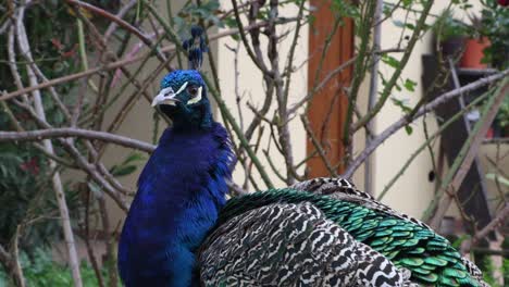 este pavo real es impresionante con sus colores