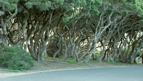 árboles retorcidos de moonah ubicados en una playa australiana