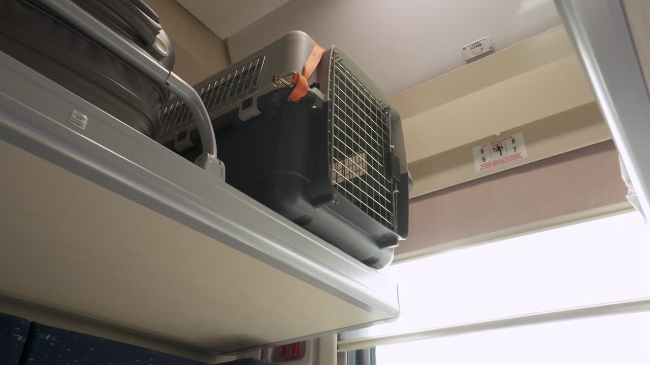 집 고양이, 회색 고양이와 함께 기차를 타고 이동할 때, 고양이를 옮기기 위해 고양이용 케이지에 넣고, 동물이 객실 열차의 좌석에 앉아 운송됩니다.