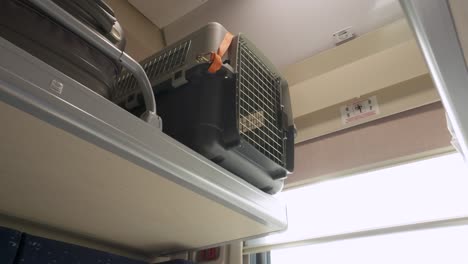 viajar en tren con un gato doméstico, un gato gris en un transportador de mascotas en jaula para la reubicación y el transporte de animales en asiento en un tren de compartimentos.