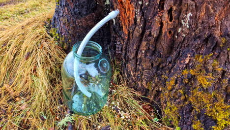 Tree sap is tapped through a plastic tube into a glass jar