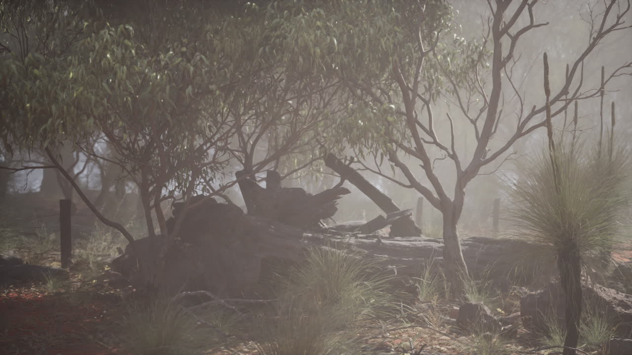 una mañana de niebla en el bosque australiano.
