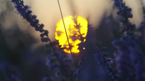 focus and blur of a purple common heather plant with orange sun setting behind it