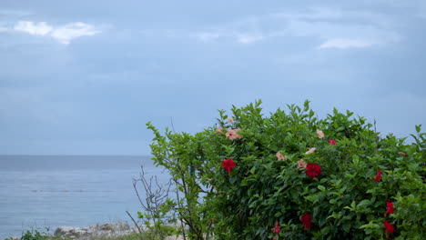 Hibiscus-Rosa-sinensis-Plantas-De-Flores-En-Las-Costas-Del-Resort-Shangri-la-Mactan-En-Cebu,-Filipinas