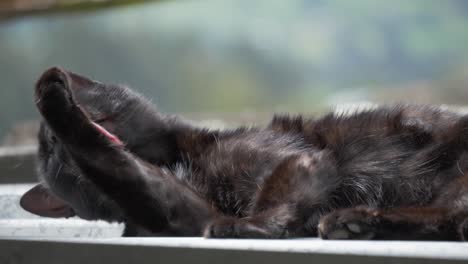 detailed scene of a black cat, reclining and meticulously grooming, showcasing its natural elegance and self-care