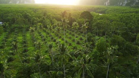 Vuelo-Aéreo-Hacia-Atrás-Sobre-Palmeras-De-Aceite-Y-Cocoteros-Tropicales-En-El-Sur-De-Tailandia-A-La-Hora-De-La-Puesta-Del-Sol---Toma-Cinematográfica-De-Drones