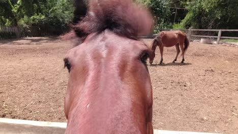 poorly kept horse in a paddock