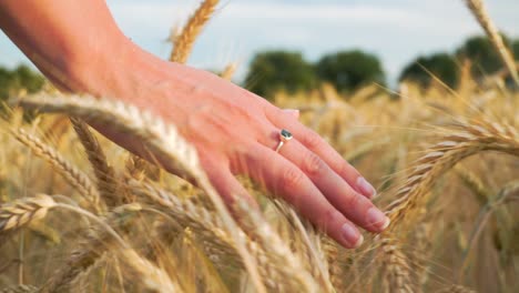 Weibliche-Hand-Läuft-Durch-Goldenes-Weizenfeld