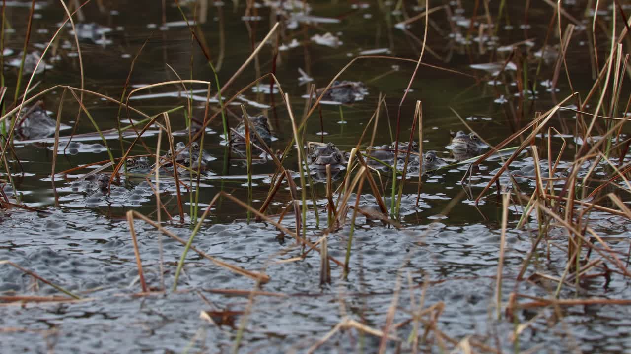 Toads rest calmly in shallow pond with gentle water motion. Grass and jelly-like egg strands visible in foreground