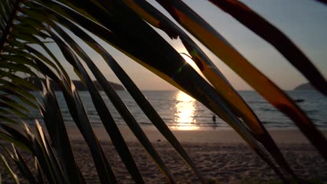 The-sun-peeks-through-palm-leaves-and-shines-with-bright-rays-background