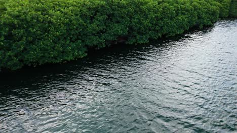 mangrove forest grows along edge of deep dark brackish water, aerial pullback