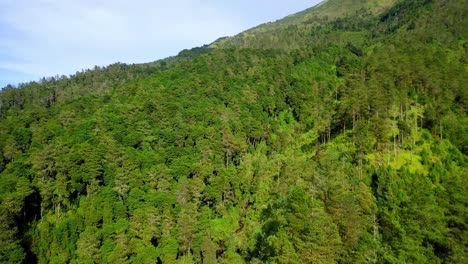 reveal drone shot of rain forest on the slope of mountain
