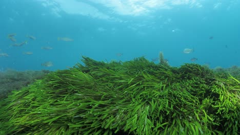 marine survey study showing the seagrass movement caused by the surging ocean waves