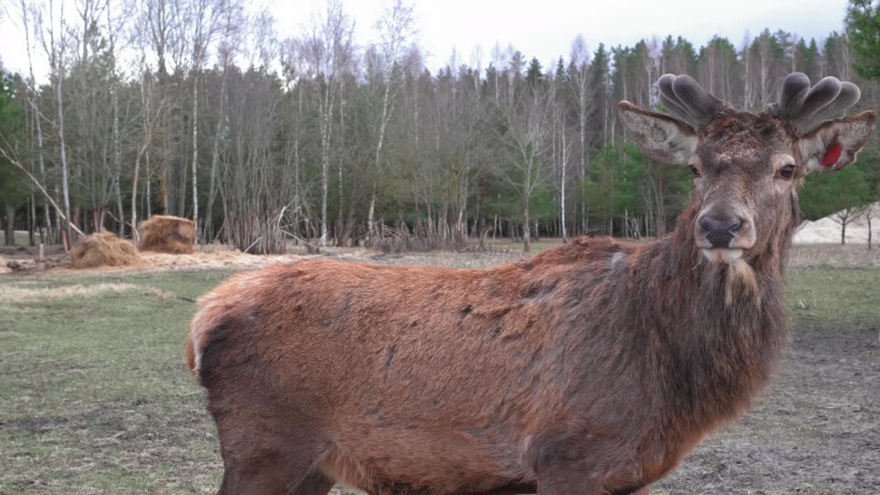 큰 사 무리가 땅 위에 누워 있고, 사 무리는 초록 잔디에서 휴식을 취하고 있다. 야생동물 개념: 동물의 큰 무리. 뒷면에는 나무 숲의 배경이 있다.