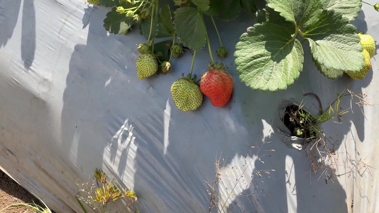 Fragole in maturazione che crescono in una fattoria