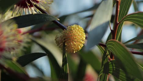 Hakea-Laurina-Planta-Capullo-Amarillo-Tiro-Medio,-Día-Soleado-Maffra,-Victoria,-Australia