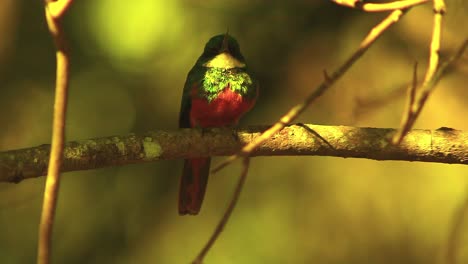 a green-tailed jacamar perched on a limb hunting insects in the golden sunlight