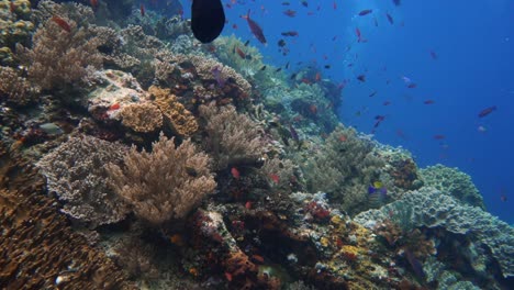 cámara deslizándose sobre un colorido arrecife de coral saludable en indonesia