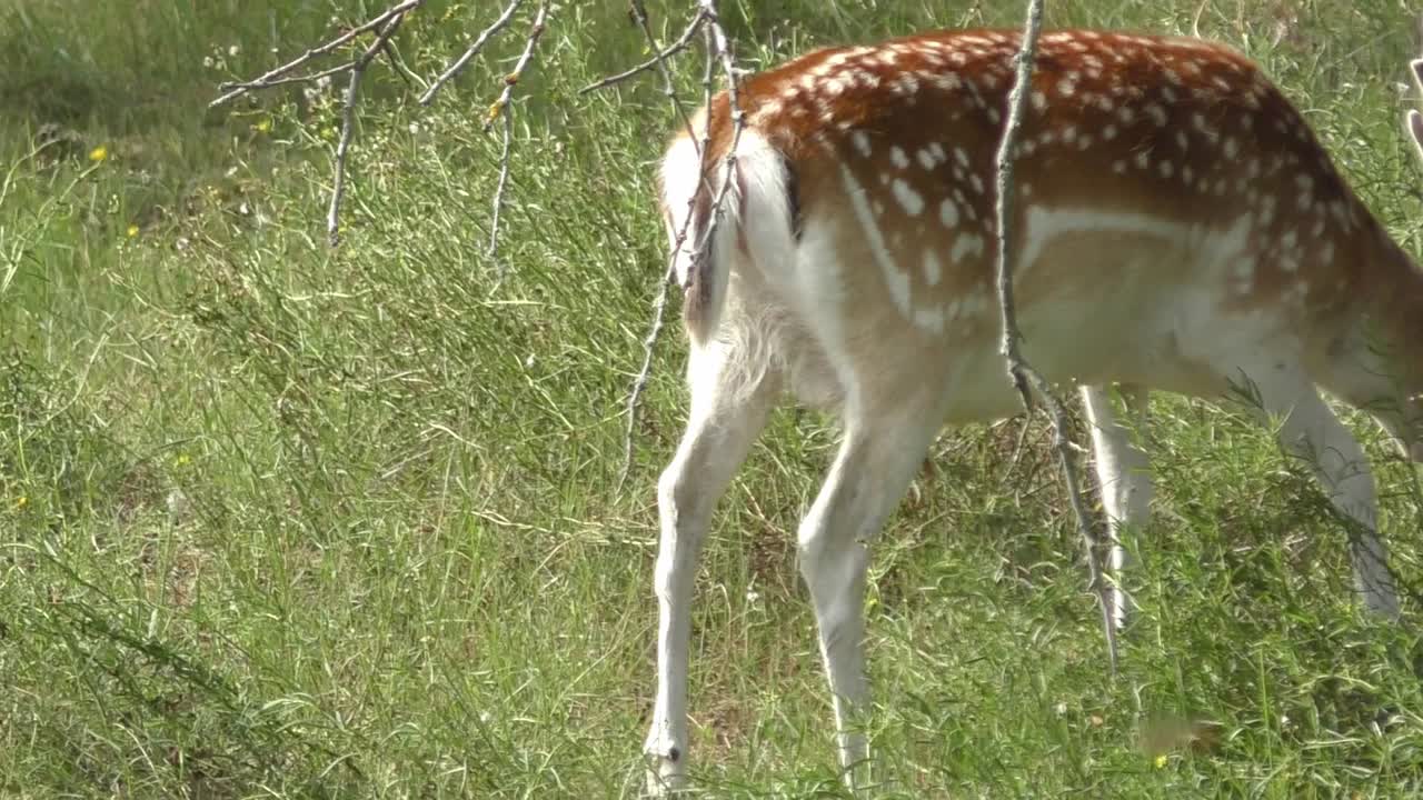 renos buscando comida saliendo de la toma de la cámara