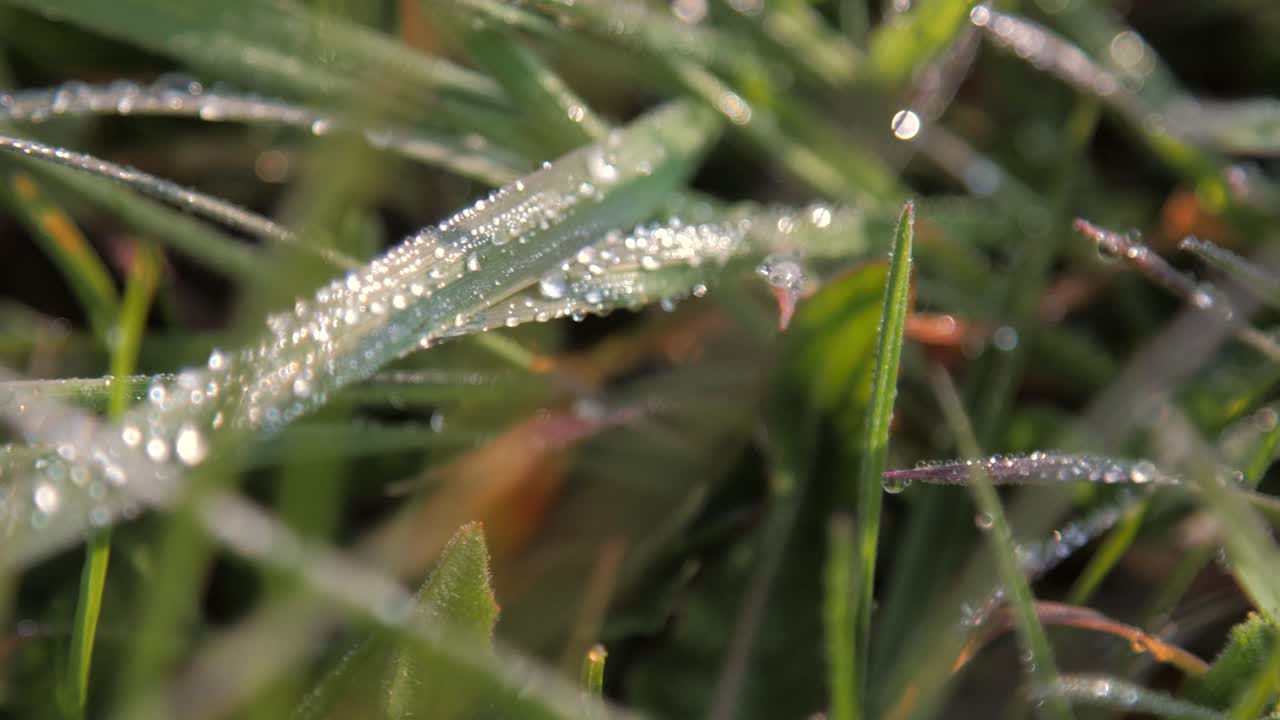 Close-up handheld view of sparkling morning dew drops on fresh green grass.