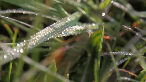 close-up handheld view of sparkling morning dew drops on fresh green grass.