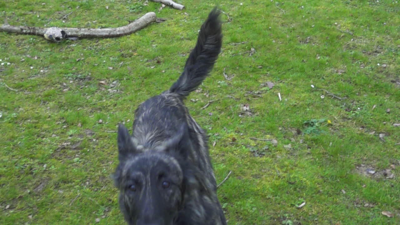 개가 달리고 카메라를 향해 점프하는 슬로우 모션