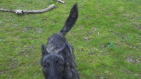 Slow-motion-of-a-dog-running-and-jumping-at-camera