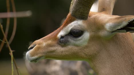 isolated portrait of a giraffe gazelle chewing and feeding delicious grass in profile