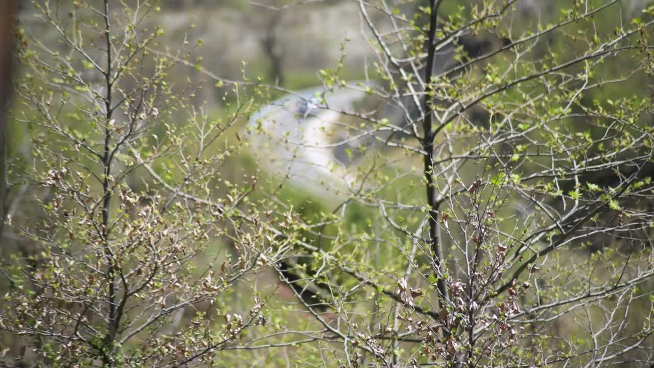 Car driving in the background out of focus with trees and greenery in focus